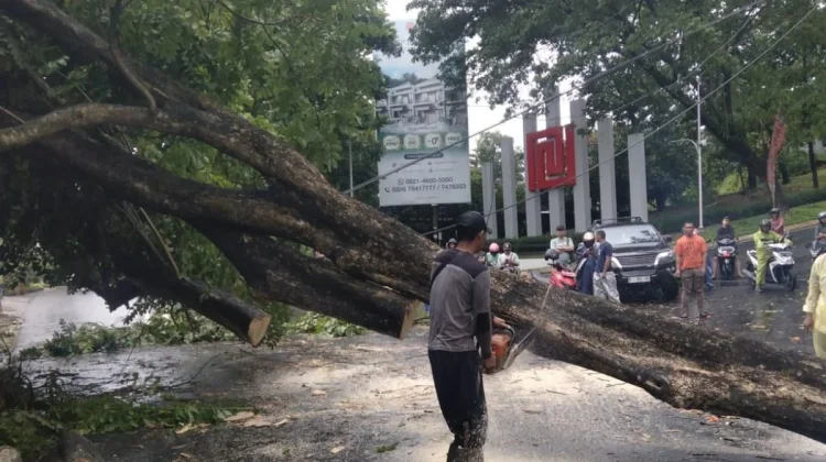Semarang Diterjang Cuaca Ekstrem, Pohon Tumbang di Sejumlah Lokasi