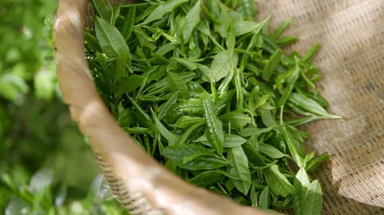 Peluang Usaha Minuman Teh Hijau untuk Pemula