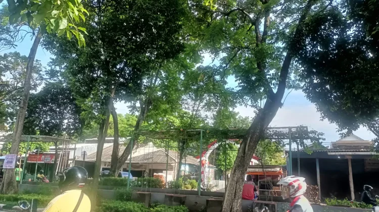 Halo RRI, Warga Kota Semarang Khawatirkan Pohon Tumbang Akibat Cuaca Ekstrem