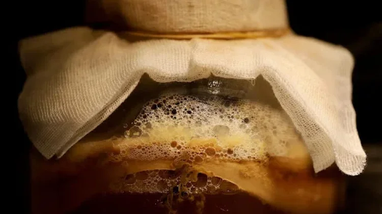 Mengenal Kombucha, Minuman Teh Fermentasi