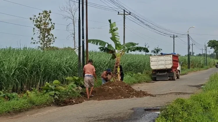 Protes Jalan Rusak, Warga Wonorejo Pati Tanam Pisang