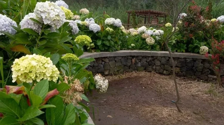 Pesona Hortensia, Bunga yang Mekar di Dataran Tinggi