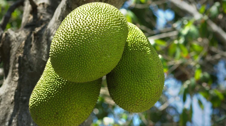 Sukun, Alternatif Pangan dan Superfood dari Tanah Tropis