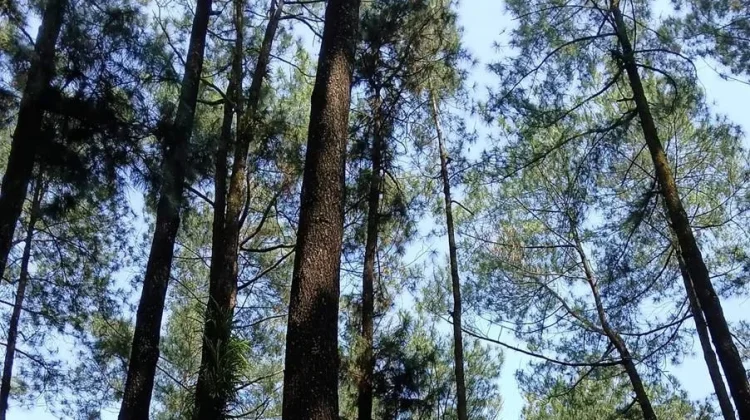 Pohon Pinus dengan Sejuta Manfaat