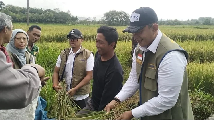 Panen Inpari 32 di Desa Truko, Bulog Semarang Serap Hasil Gabah Petani