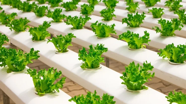 Aquaponic dan Hidroponic, Solusi Sistem Pertanian Modern