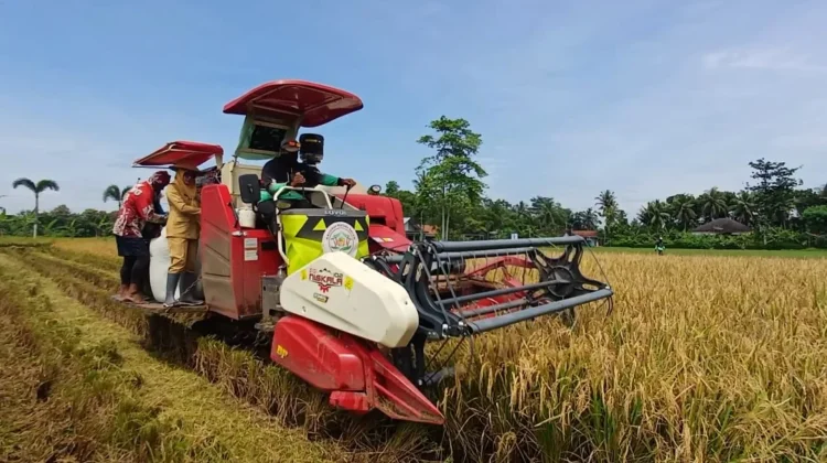 Dukung Ketahanan Pangan, KWT Sehati Purworejo Panen Raya