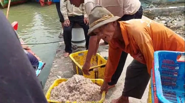 Cuaca Mendukung, Hasil Tangkapan Nelayan Pekalongan Meningkat