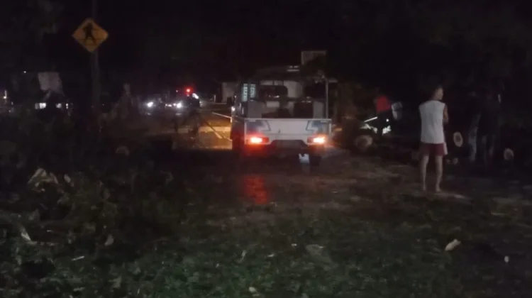 Angin Kencang Terjang Kudus, Puluhan Pohon Tumbang