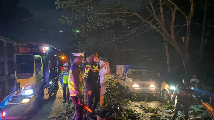 Angin Kencang Tumbangkan Puluhan Pohon, Jalur Pantura Batang Sempat Lumpuh