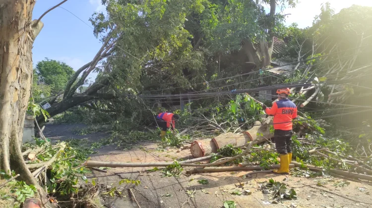 Angin Landa 8 Kecamatan di Kendal, Ratusan Pohon Tumbang