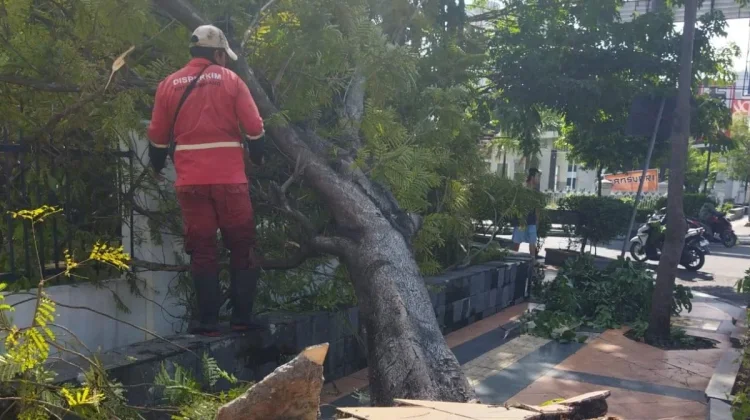 Hujan Angin Terjang Kota Semarang, 86 Pohon Tumbang Dievakuasi dalam Semalam