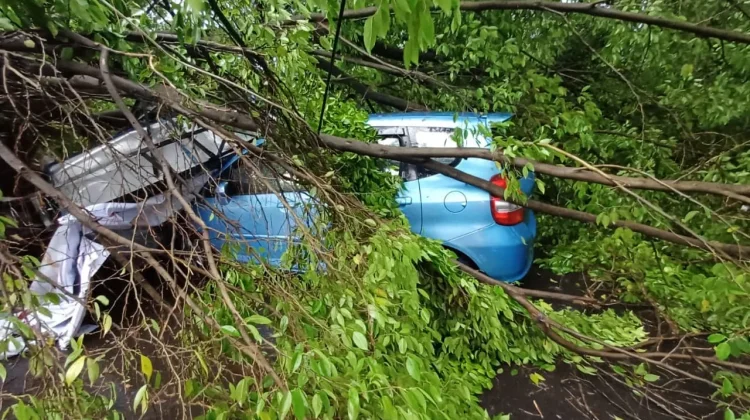 Hujan Angin Tumbangkan Pohon di Jalan Fatmawati Semarang, Dua Mobil Rusak