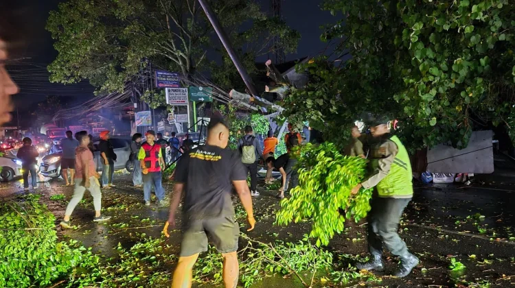 Hujan Angin Tumbangkan Pohon di Jalan Fatmawati Semarang, Dua Mobil Rusak