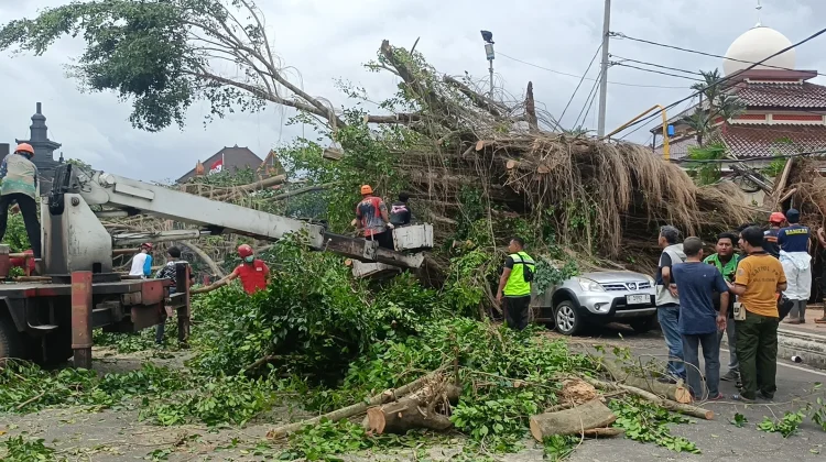 Tertimpa Pohon Beringin Jalan Veteran Roboh, Lansia dan Cucu Terluka