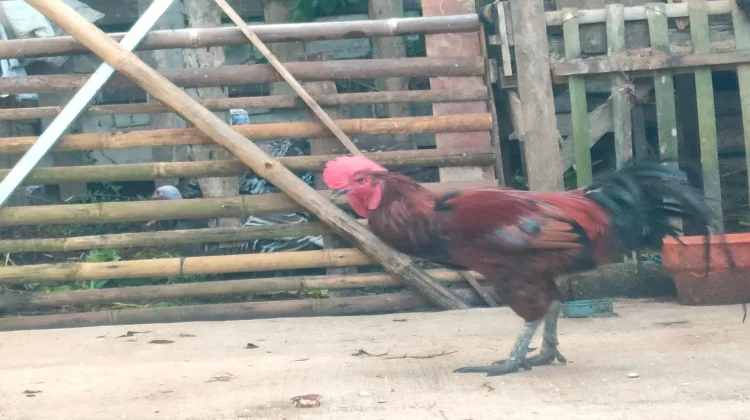 Dampak Cuaca Ekstrem, DKPP Purworejo Imbau Masyarakat Waspadai Flu Burung