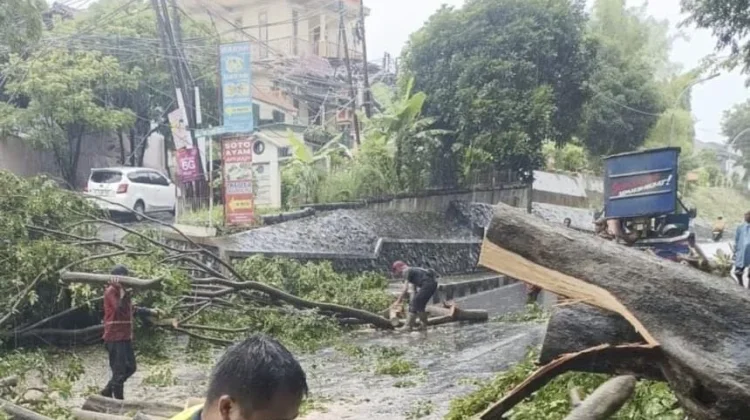 Belasan Pohon Tumbang, Pemkot Semarang Kerahkan Tim Evakuasi