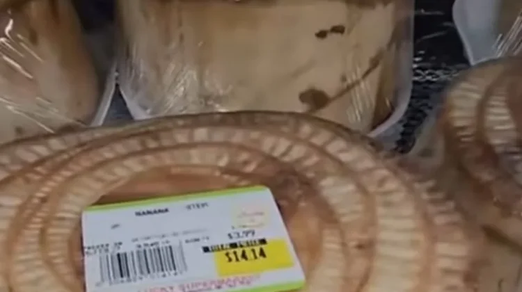 Jangan Remehkan Batang Pohon Pisang, Mahal Harganya!