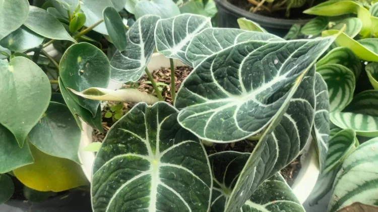 Inspirasi Dekorasi Rumah dengan Alocasia Black Velvet