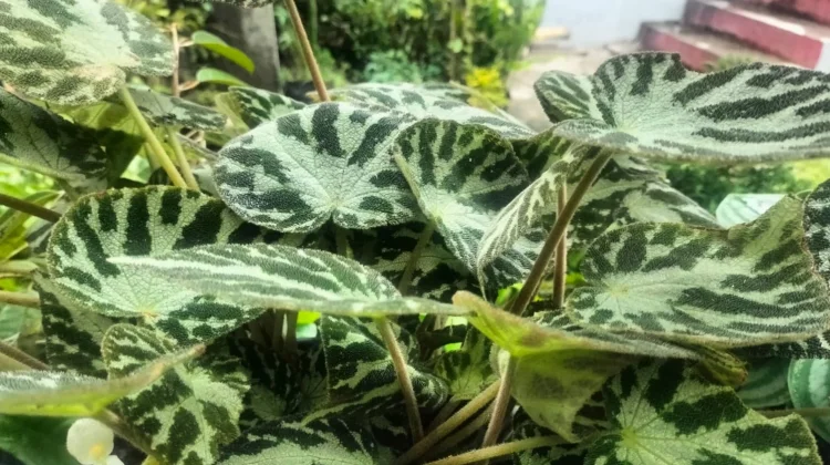 Cara Menanam Begonia di Pot untuk Mempercantik Teras