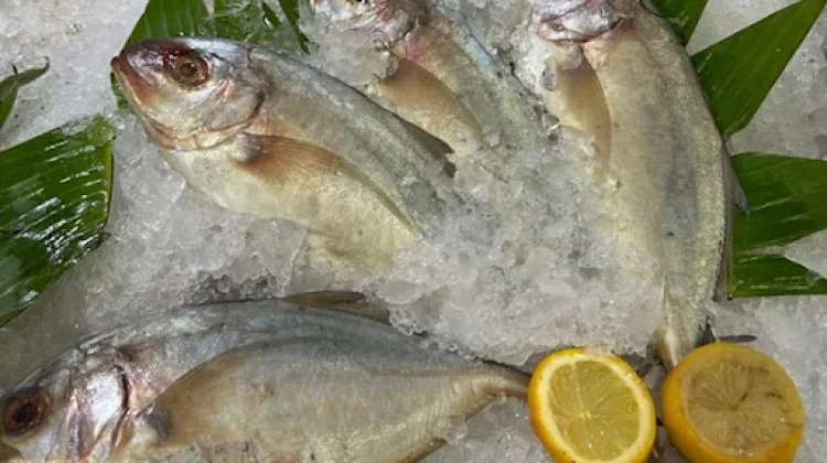 Cara Mengawetkan Ikan agar Tahan Lama