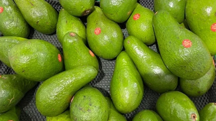 Manfaat Buah Alpukat bagi Kesehatan