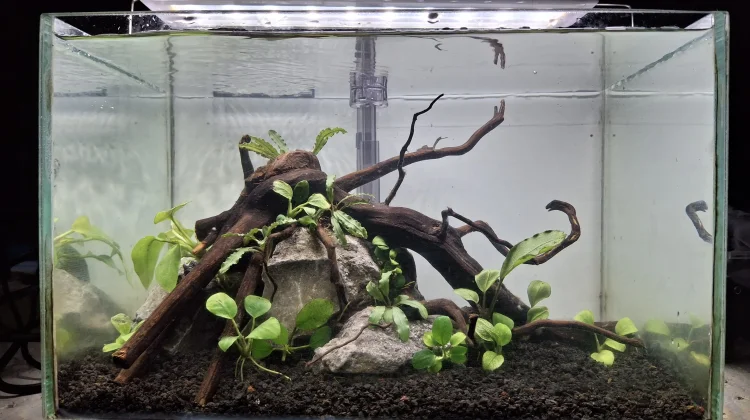 Tanaman Aquascape Low Maintenance, Pilihan Terbaik untuk Aquascaper Pemula