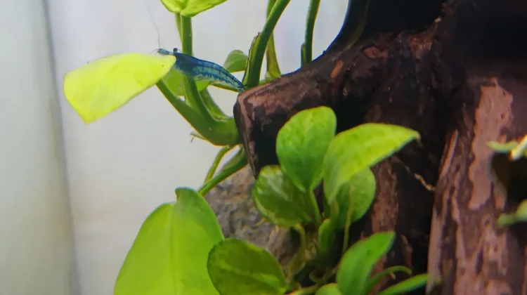 Tanaman Aquascape Low Maintenance, Pilihan Terbaik untuk Aquascaper Pemula