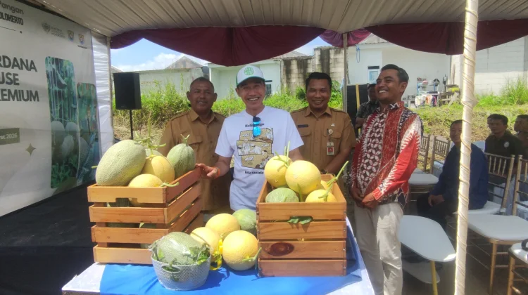 Bumdes Mekar Jaya Nolokerto Panen Perdana Greenhouse Melon Premium