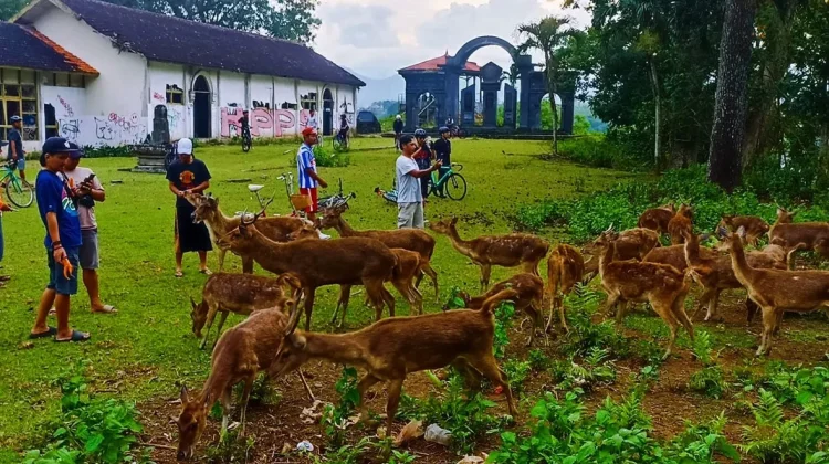 NgabubuRIDe”, Bersepeda di Akhir Ramadan Sambil Memberi Makan Rusa