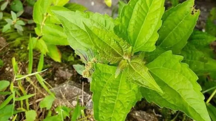 Inovasi Baterai Ramah Lingkungan dari Tumbuhan Lokal Daun Balakacida