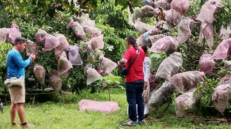 Agrowisata Klengkeng Tuksongo Tumbuh Jadi Magnet Wisata Baru  Borobudur