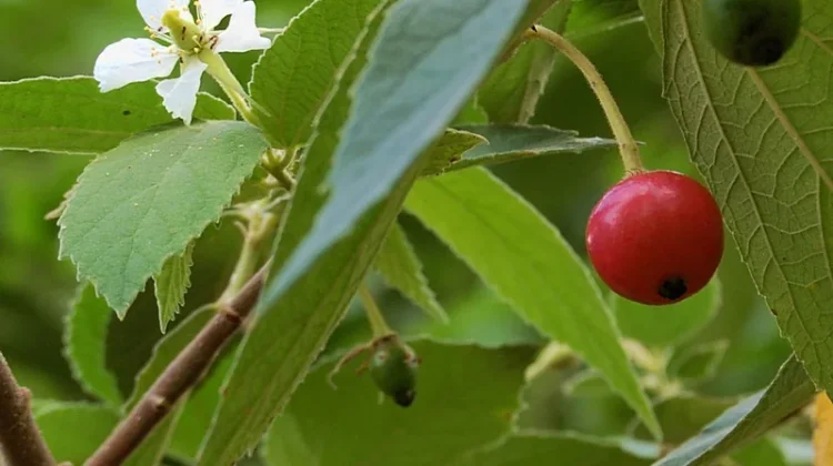 Buah Kersen atau Talok, Buah Lokal Kaya Manfaat
