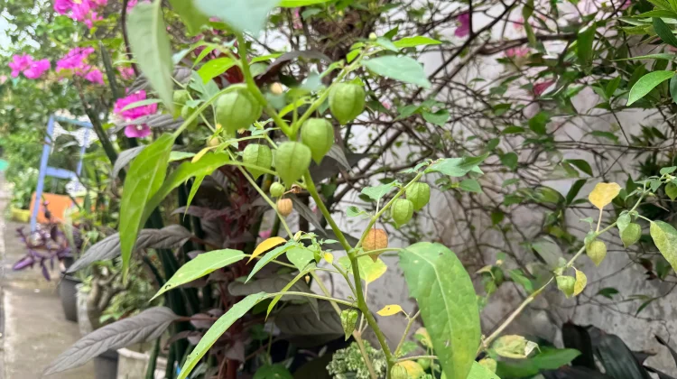 Ciplukan atau Golden Berry, Buah Kecil dengan Segudang Manfaat
