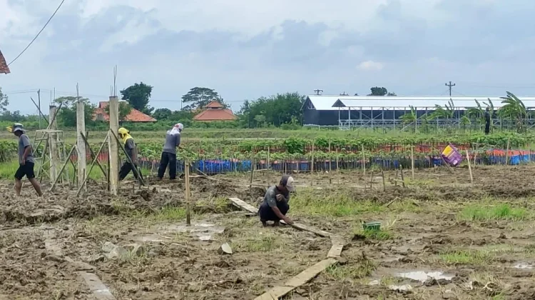 Manfaatkan 8,6 Hektare Lahan, Lapas Kendal Rintis Usaha Pertanian hingga Perikanan