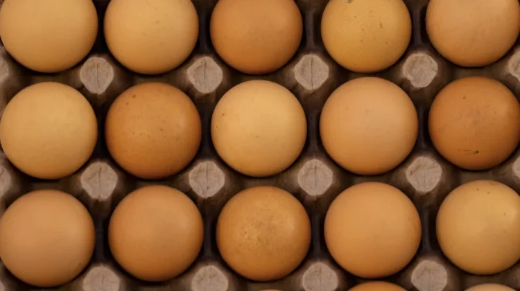 Asupan Protein untuk Pemulihan Otot