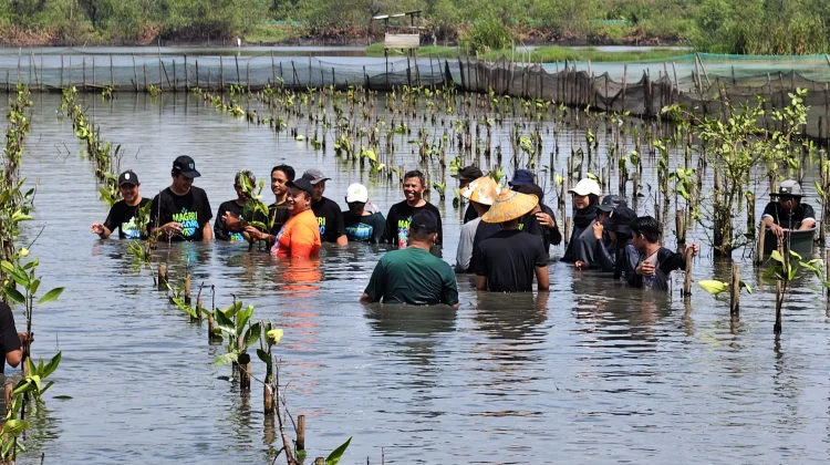 Hijaukan Kembali Pesisir Pekalongan, Ribuan Mangrove Ditanam di Mulyorejo