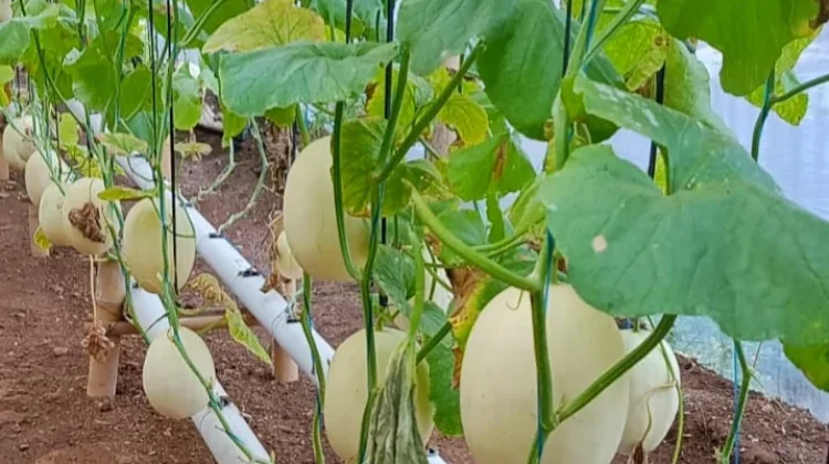 Melihat Potensi Budidaya Melon di dalam Greenhouse