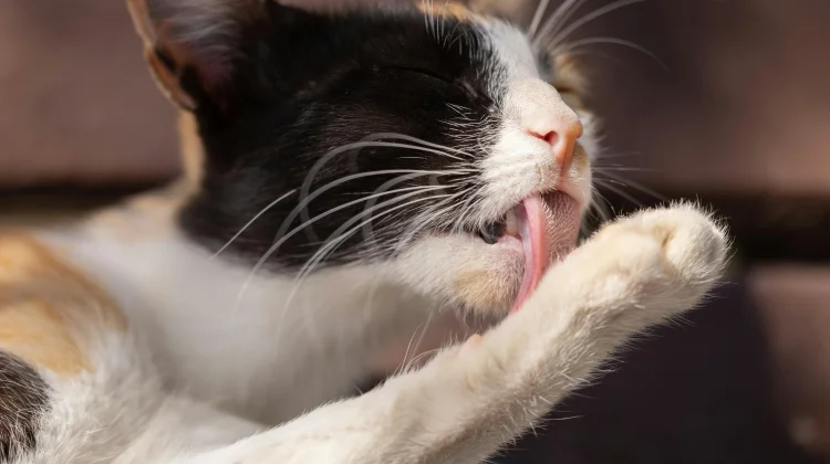Mengapa Kucing Sering Menjilati Bulunya? Ini Alasannya