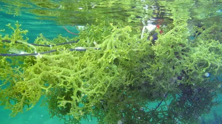 Kendal Bidik Rumput Laut sebagai Komoditas Unggulan Pesisir