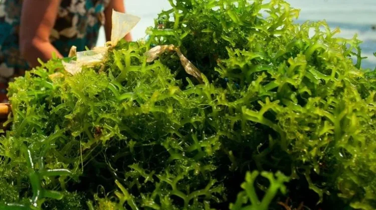 Kualitas Air hingga SDM Jadi Tantangan Budidaya Rumput Laut di Kendal