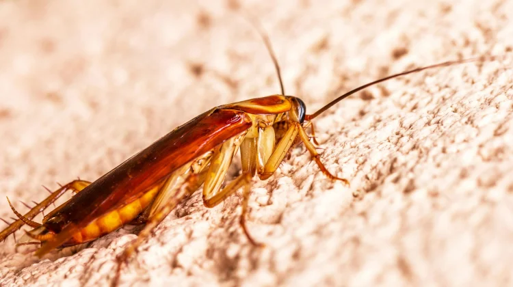 World Pest Day 6 Juni, Pengendalian Hama Jadi Sorotan Dunia