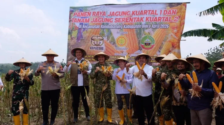 Panen Raya di Blora, BULOG Siap Tampung Jagung untuk Pangan dan Bioetanol