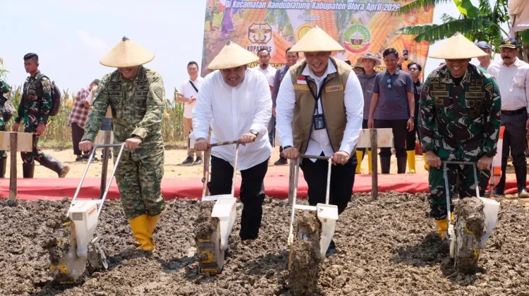 Panen Raya di Blora, BULOG Siap Tampung Jagung untuk Pangan dan Bioetanol
