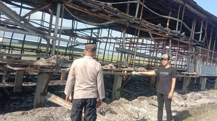 Kandang Ayam Ludes Terbakar, Kerugian Miliaran