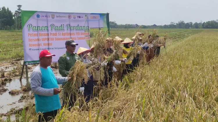Panen Perdana Inpari 32 di Kendal, Kolaborasi Petani dan Unimus Berbuah Hasil