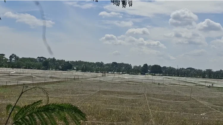 Produksi Padi Jateng Capai 4 Juta Ton, Distribusi Diperhatikan Jamin Harga Stabil