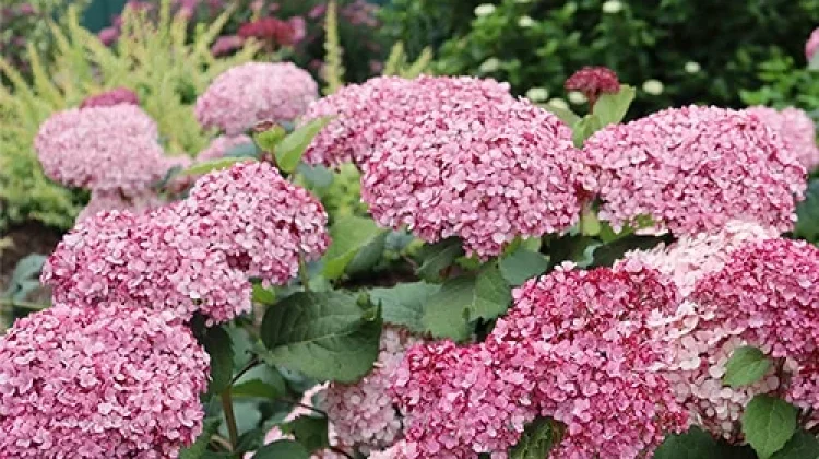 Keindahan Hydrangea Sarat Makna
