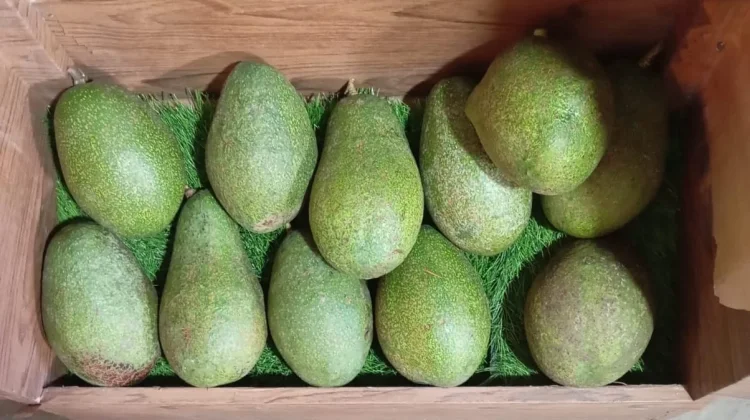 Alpukat sebagai Pilihan Buah Harian