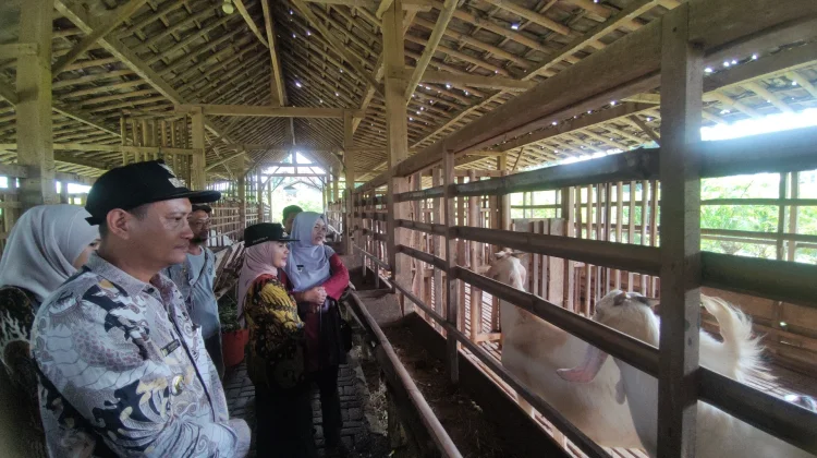 Stok Kambing Kurban Tercukupi, Harga Pasaran Kendal Rp3,5 Juta Setiap Ekornya